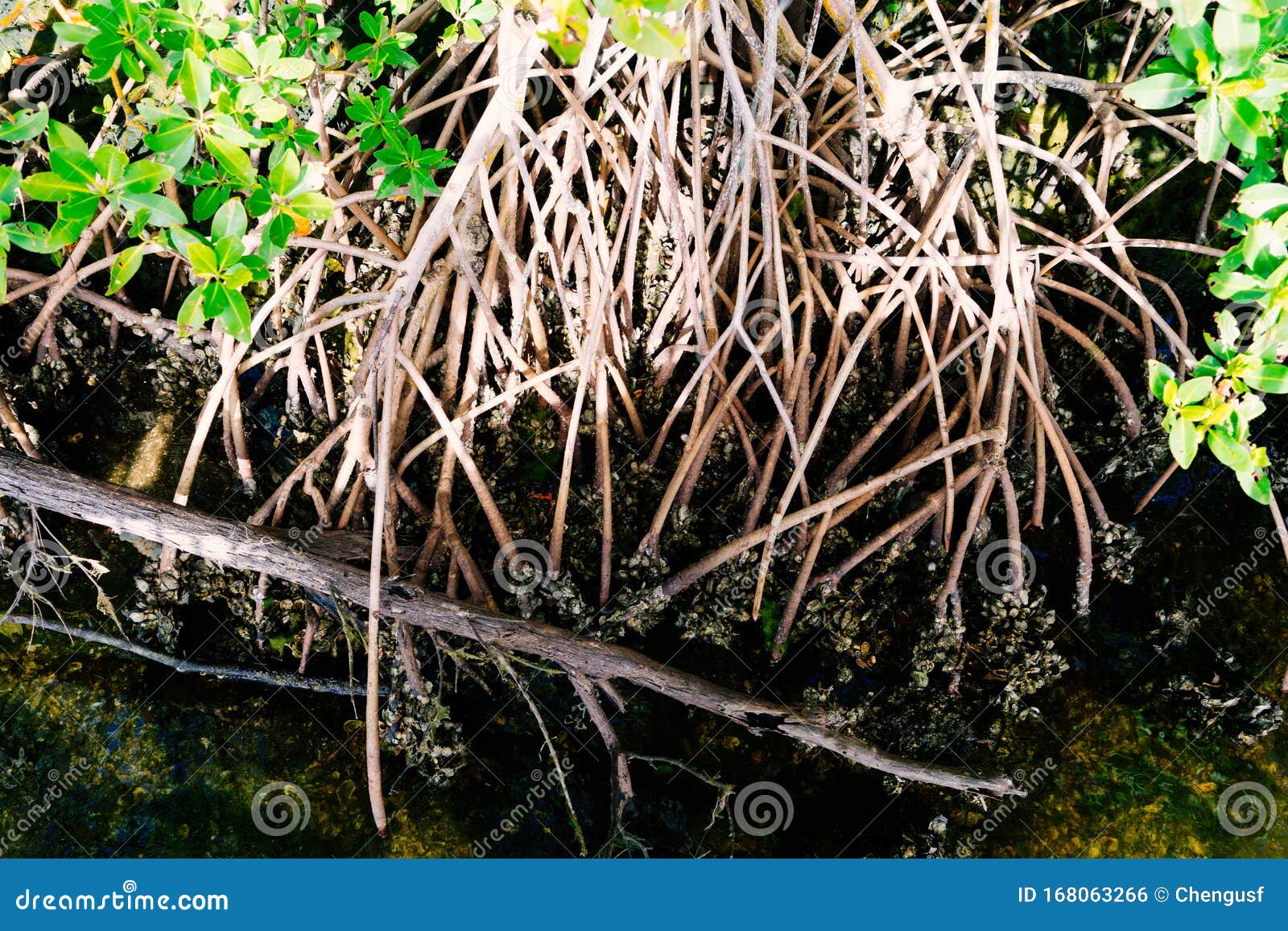 Punta Gorda Harbour and Peace River Stock Photo Image of florida