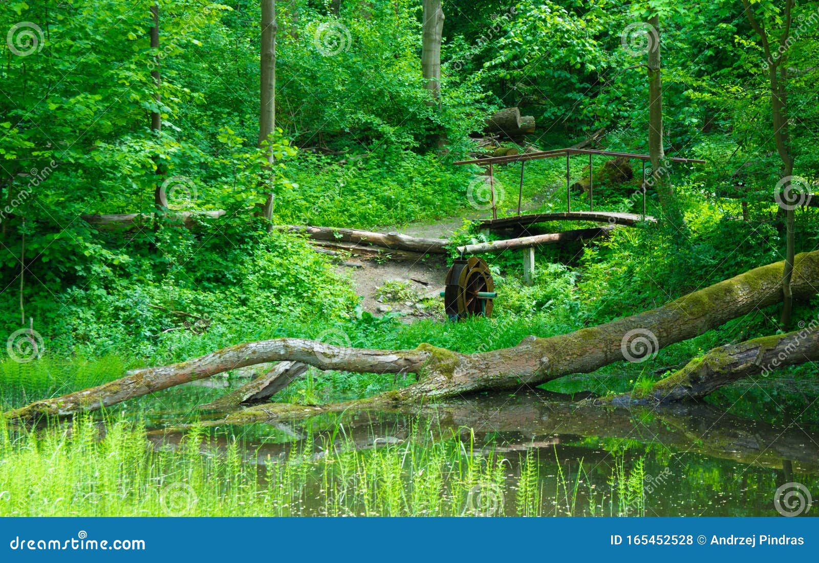 Peaceful and Beautiful Forest Brook. Summer Background Stock Photo - Image  of nature, beautiful: 165452528