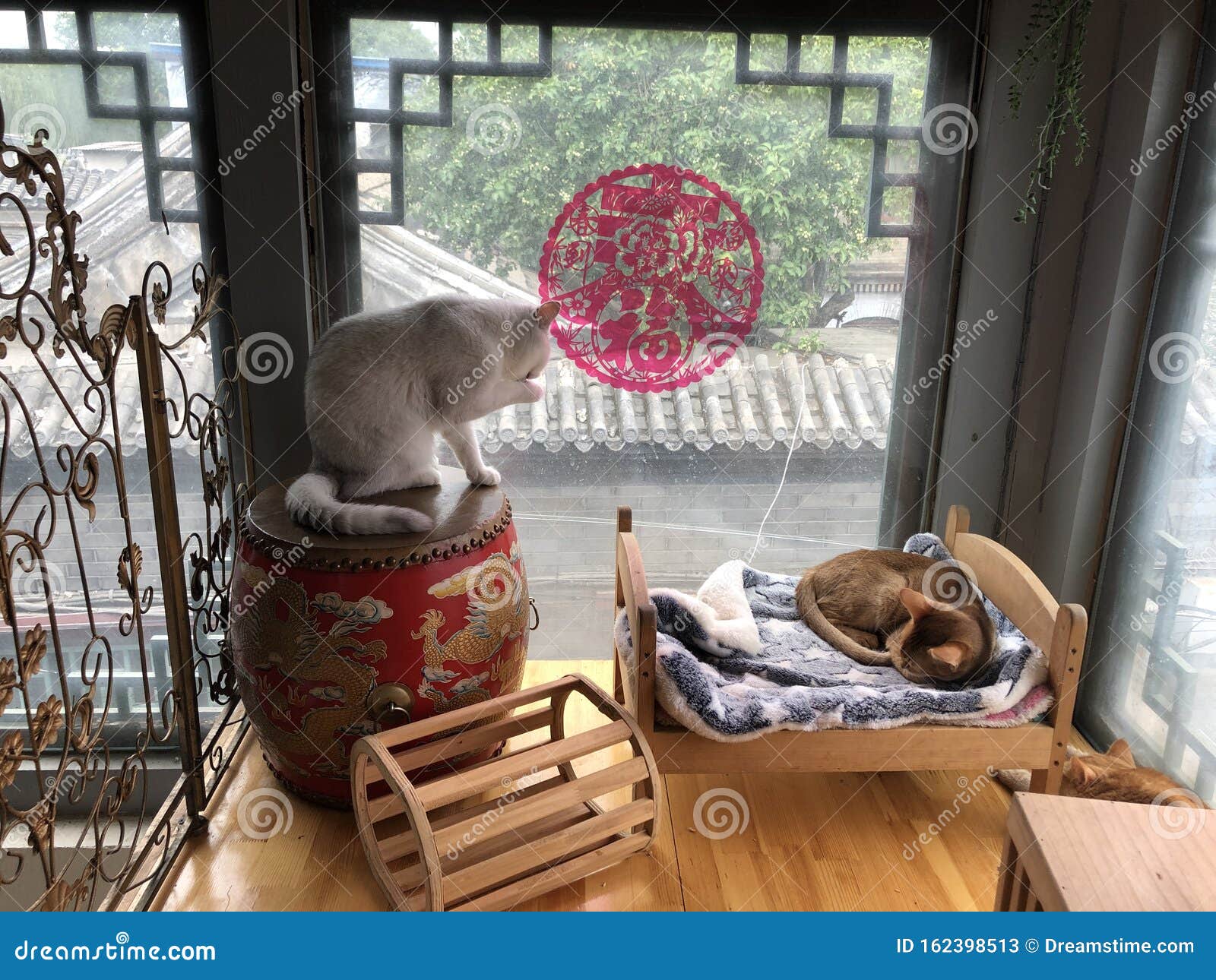 Catcafe Stock Photos - Free & Royalty-Free Stock Photos from Dreamstime