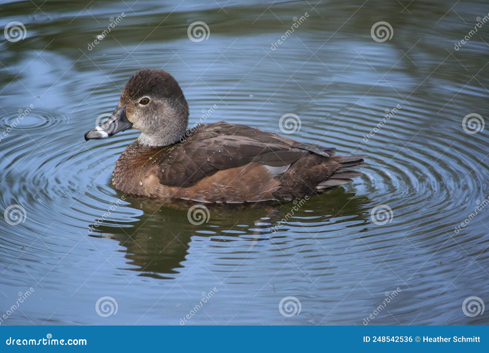Ring Necked Duck in Close Up Photography · Free Stock Photo