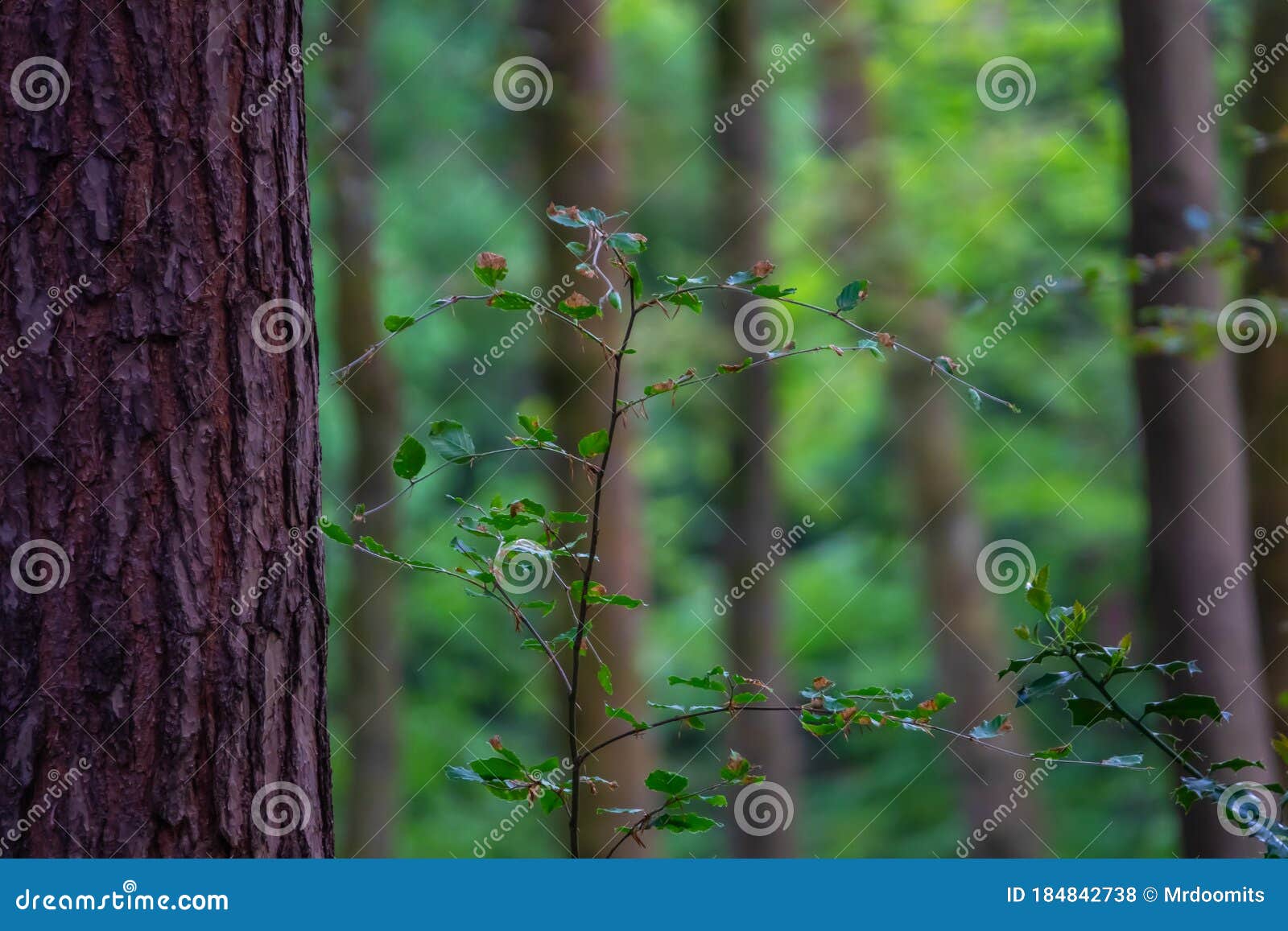 Peaceful Forest Background Stock Photo Image Of Fresh