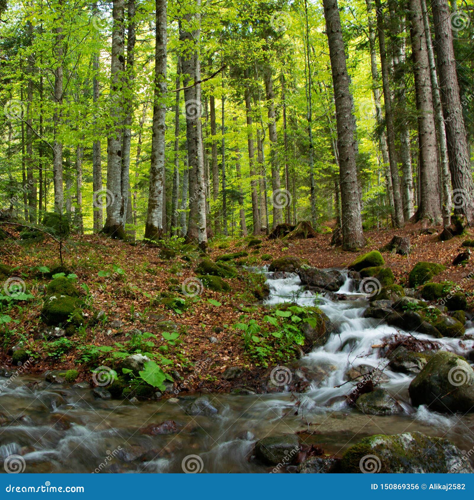 A tranquil creek cascading down a jagged landscape of moss-covered rocks  and lush foliage Stock Photo - Alamy