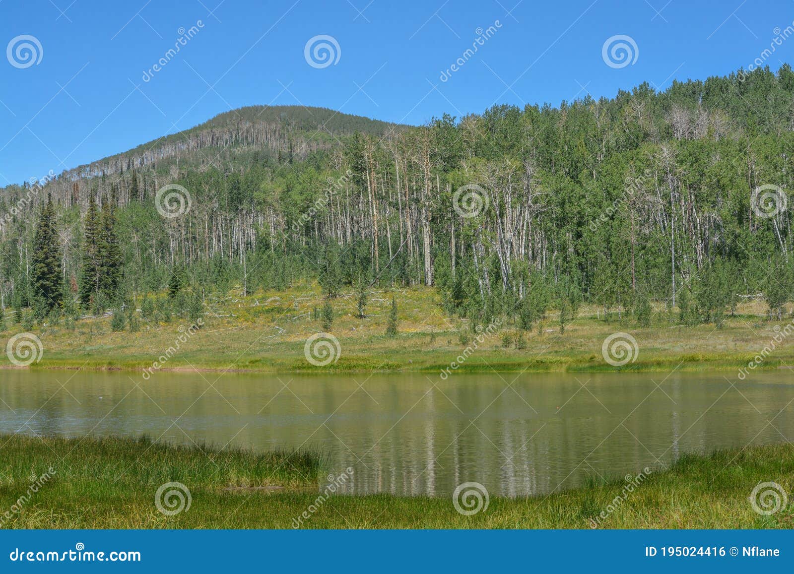 the peaceful freeman reservoir  below the mountainside of the routt national forests. in the rocky mountains of colorado