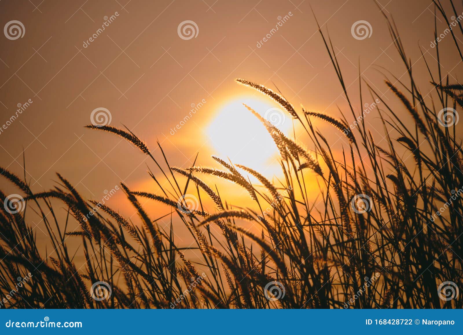 peaceful nature morning scenery mist autumn background. summer twilight countryside morning spring