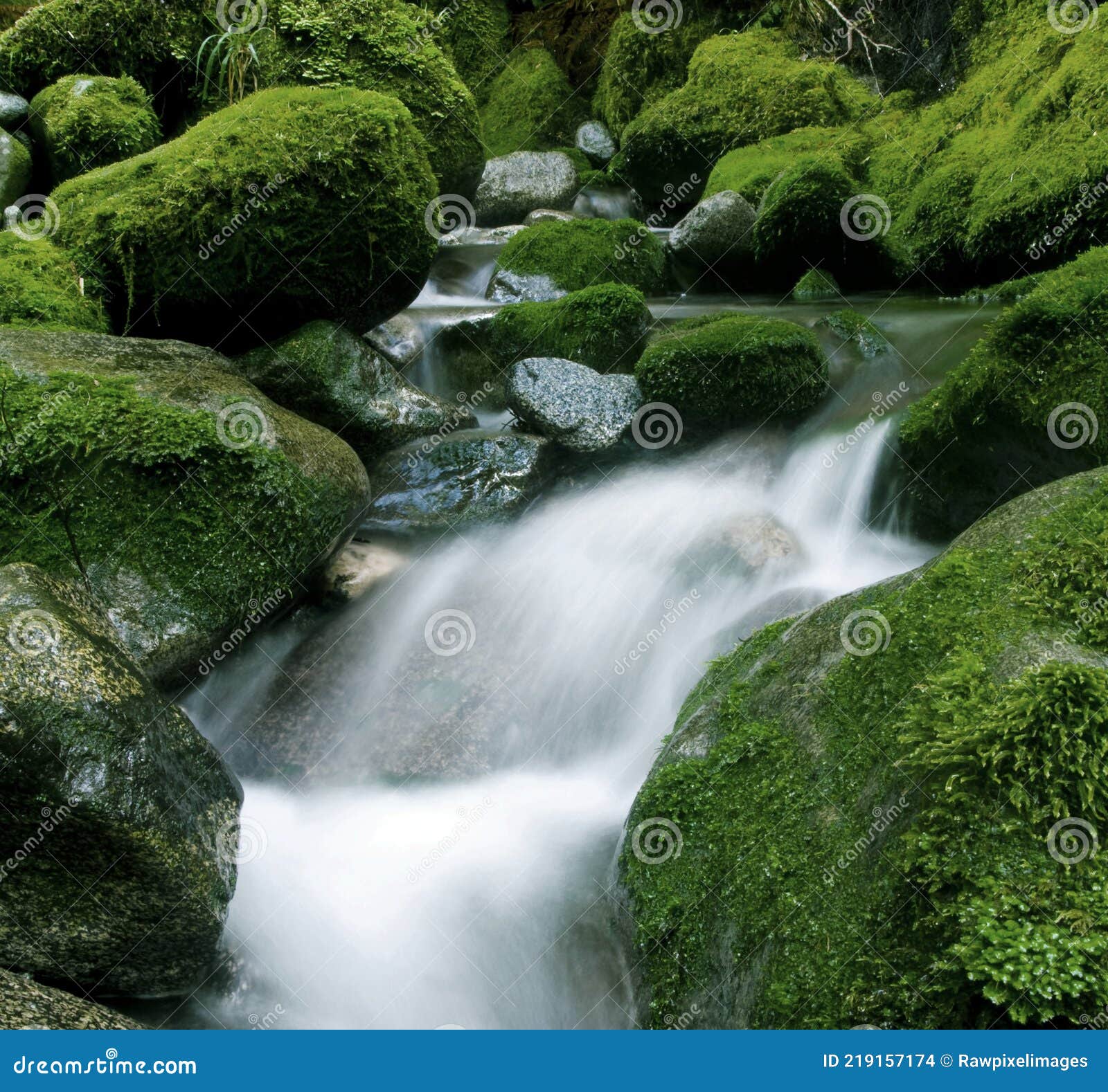 Peaceful Stream, New Zealand Photo - Image of relaxation, lithophytic: 219157174