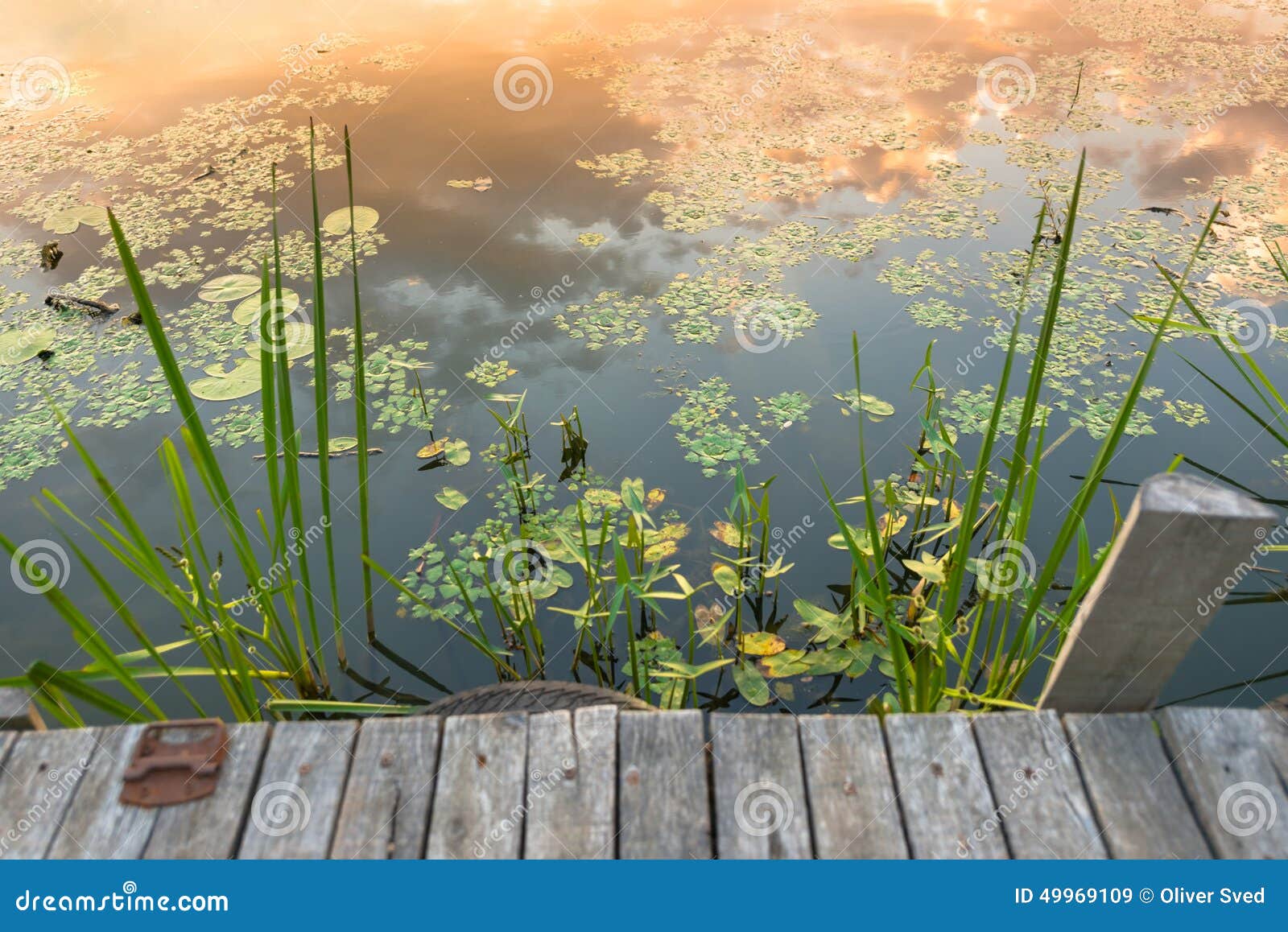 Peaceful place at the pond stock image. Image of lake 49969109
