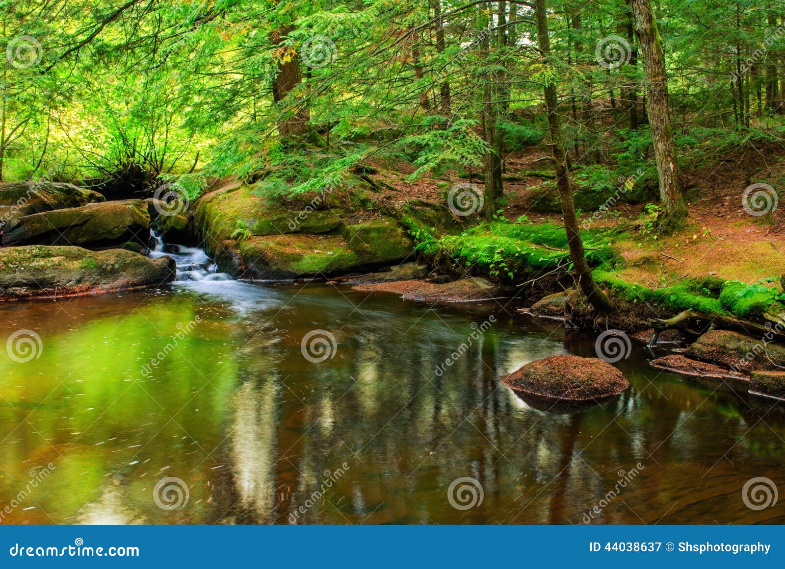 peaceful pond in a forest