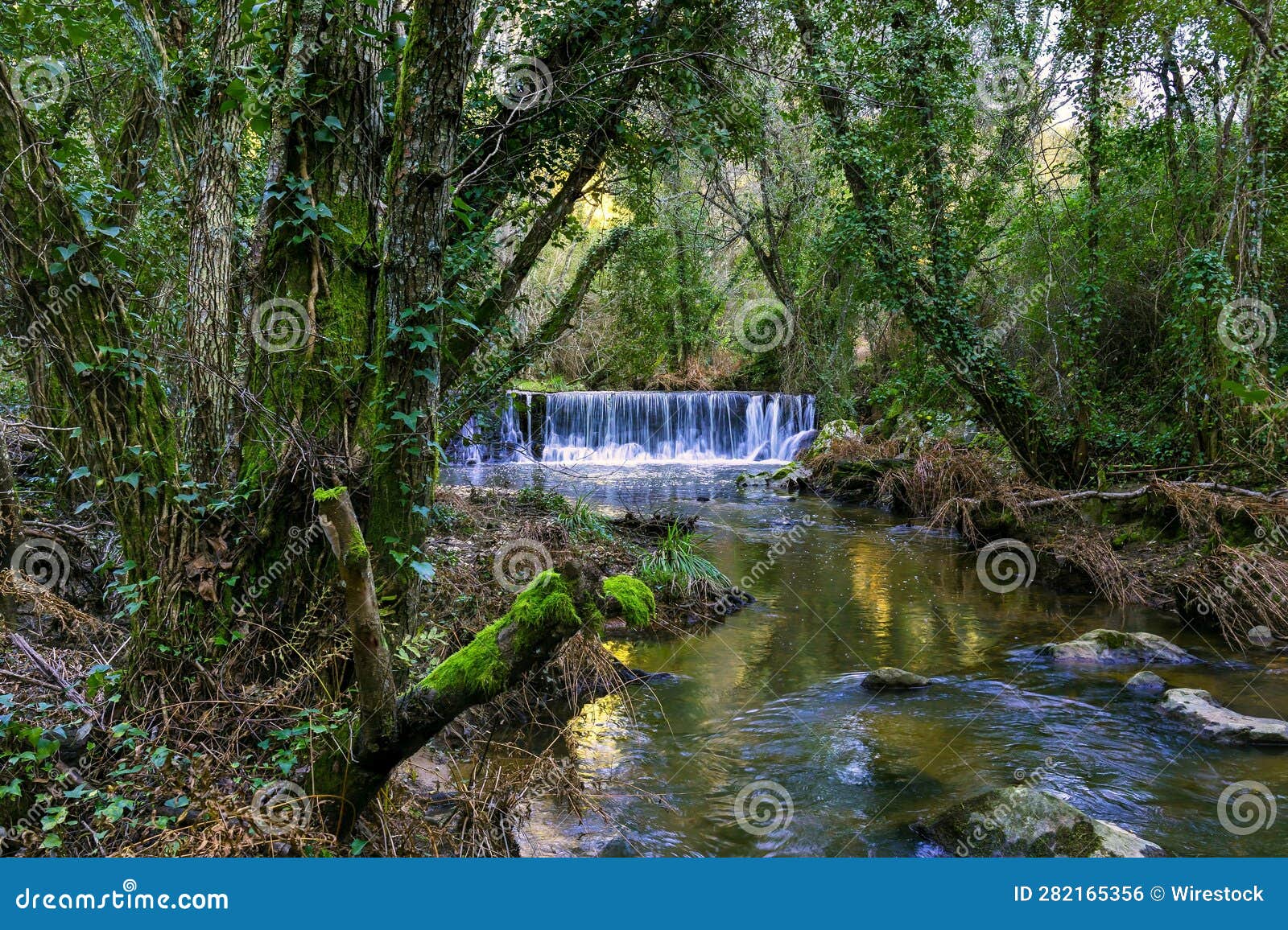 peaceful scene of a stream winding its way through a forest: ribeira da foz, chamusca, portugal