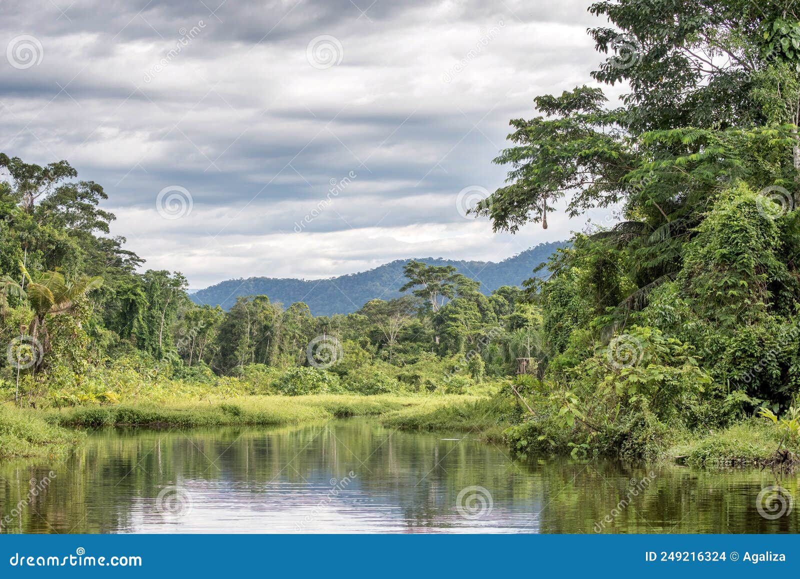 peaceful stream in the amazon rainforest
