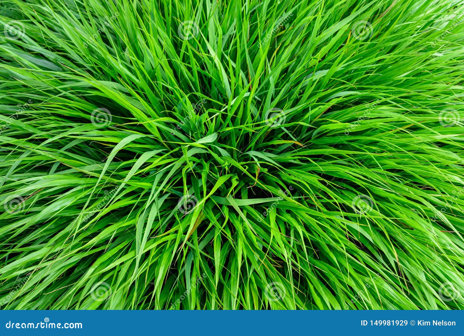 Peaceful Texture Of Green Japanese Forest Grass As A Natural Background