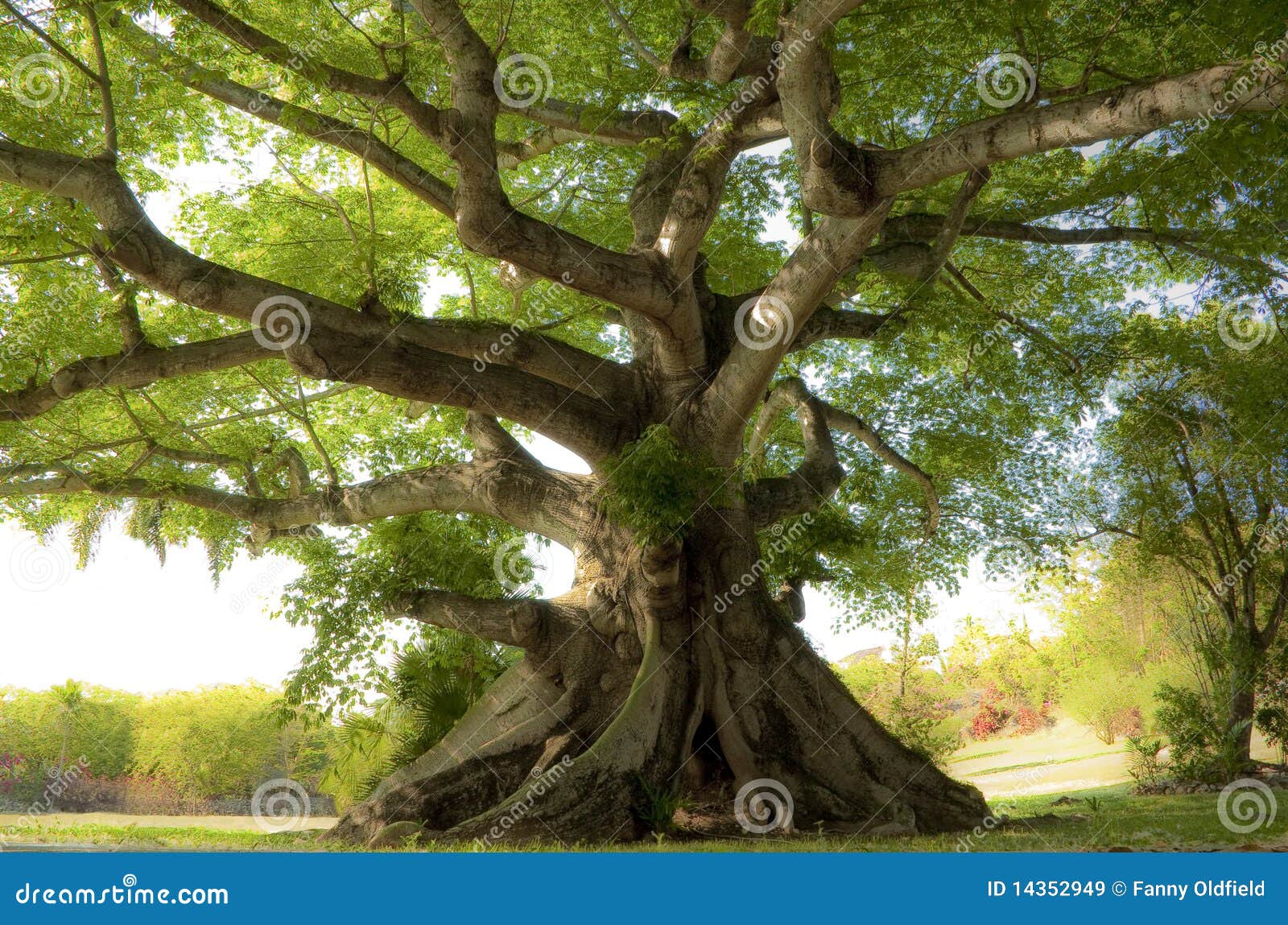  tree giving out this peaceful energy. Photo taken in Nassau Bahamas