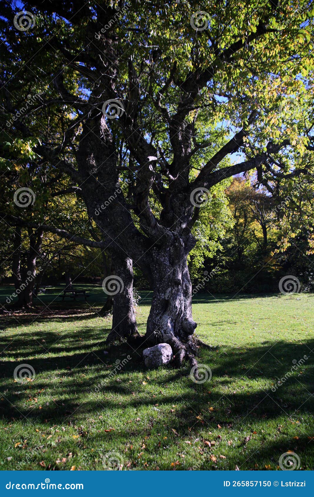 selective focus on the old beech tree, with gnarled trunk and verdant crown, bosco s.antonio, pescocostanzo, abruzzo, italy