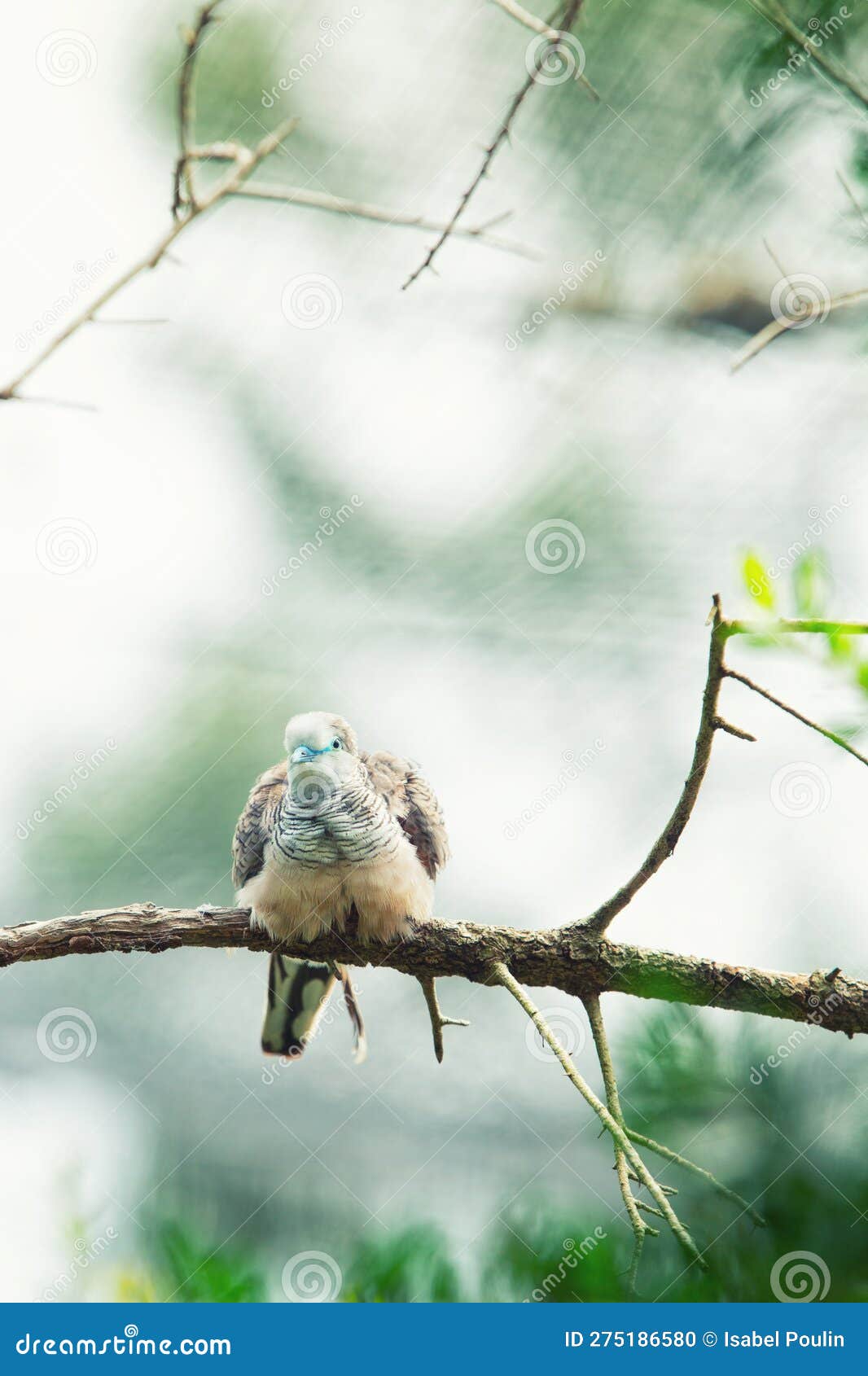 peacefull dove of geopelia placida perched on a branch