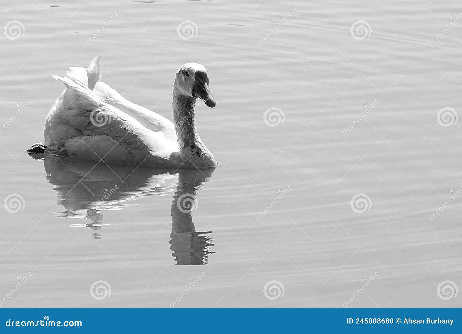 peacefull swan