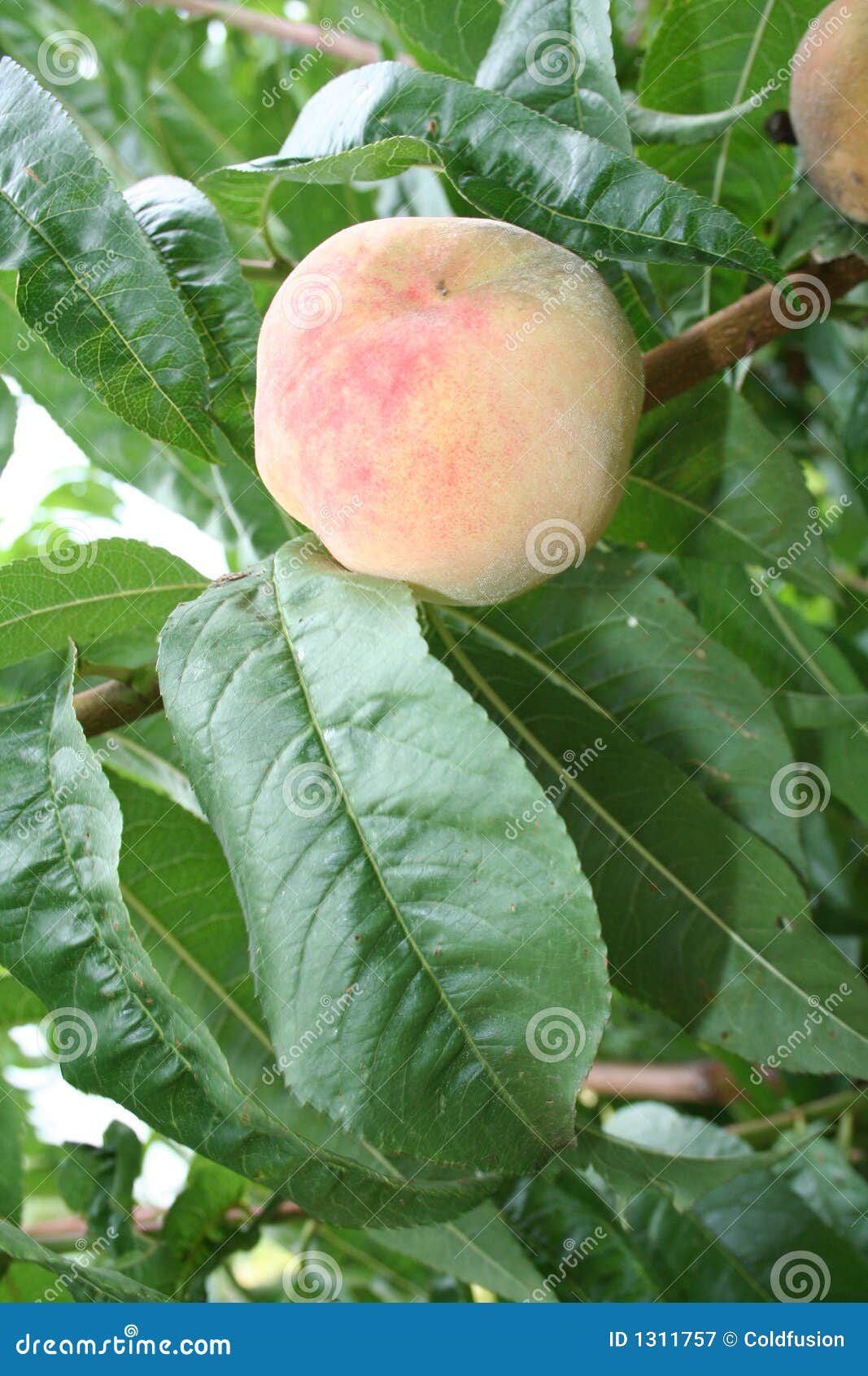 Peach stock image. Image of brunch, fruit, peach, beauty 1311757