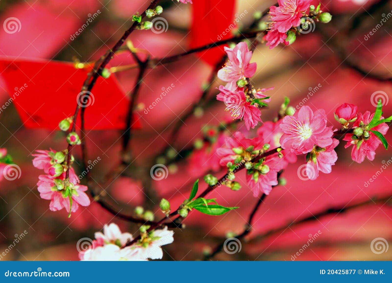 Peach Blossom &amp; Red Pocket Money Decoration in Chinese New Year