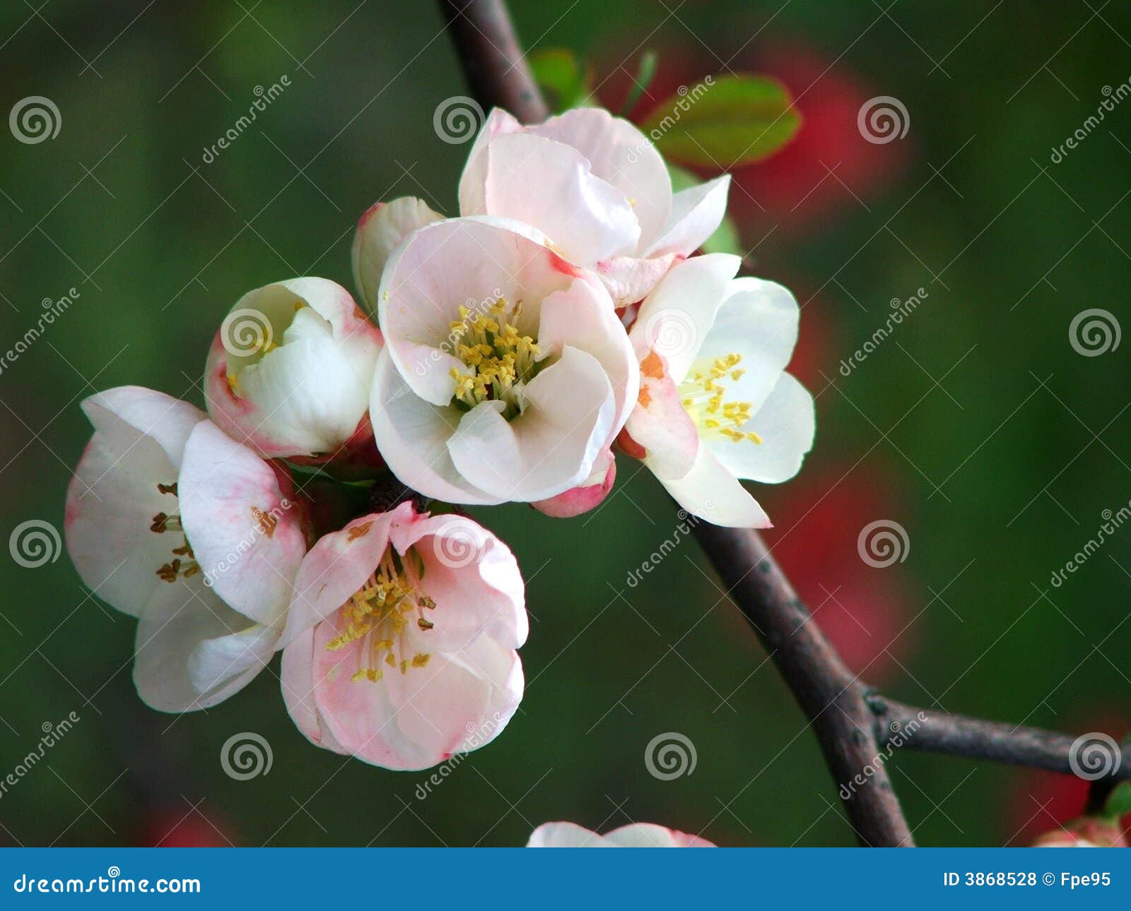 peach blossom