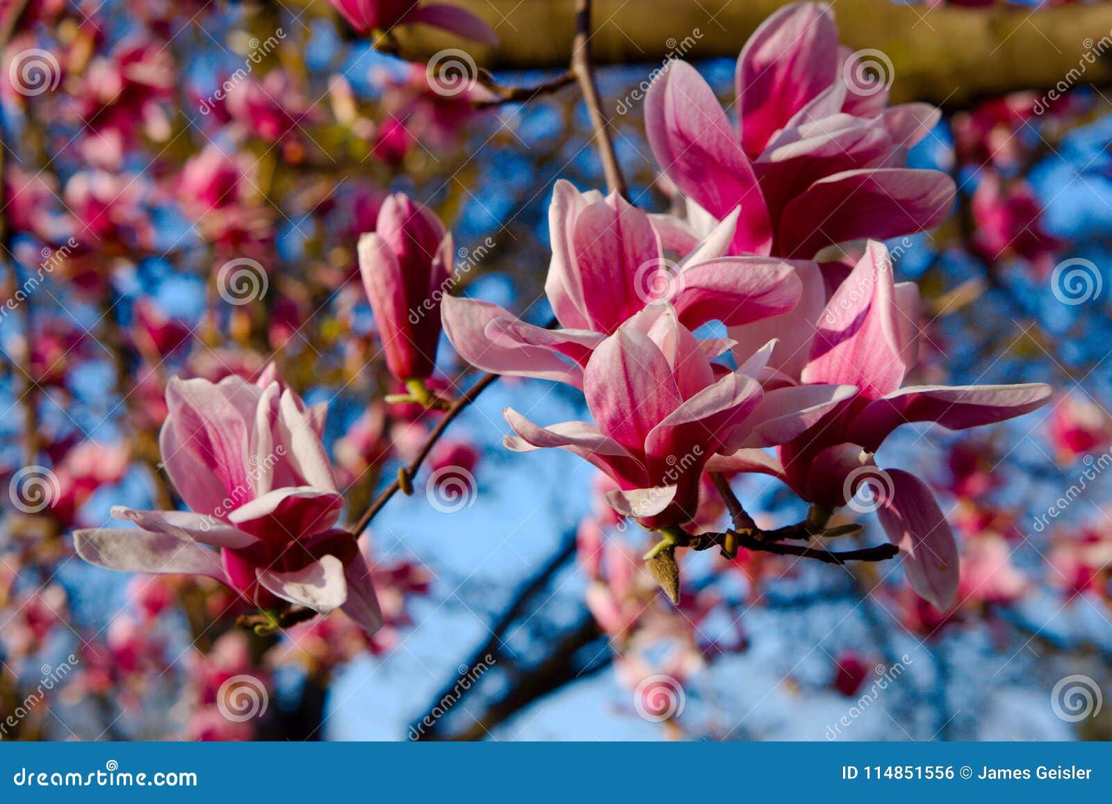 Peach Blossom in Delaware stock photo. Image of beauty 114851556