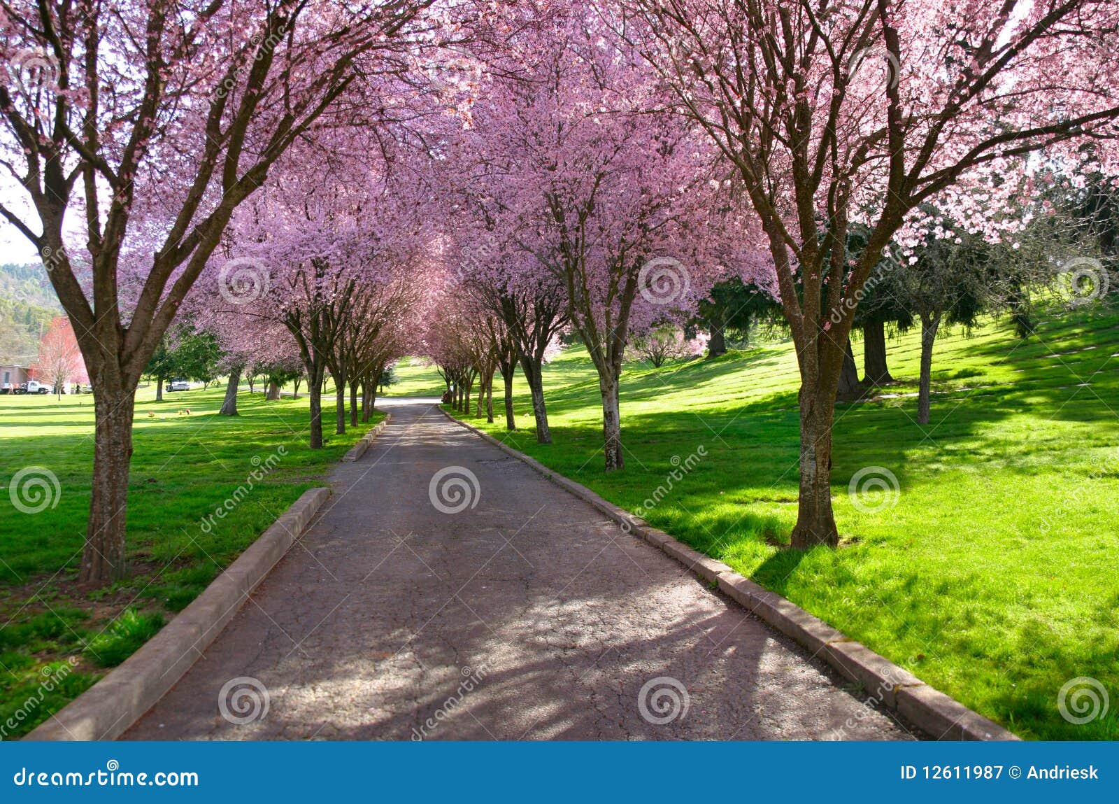 Peach Blossom Lane stock image. Image of road, oregon 12611987