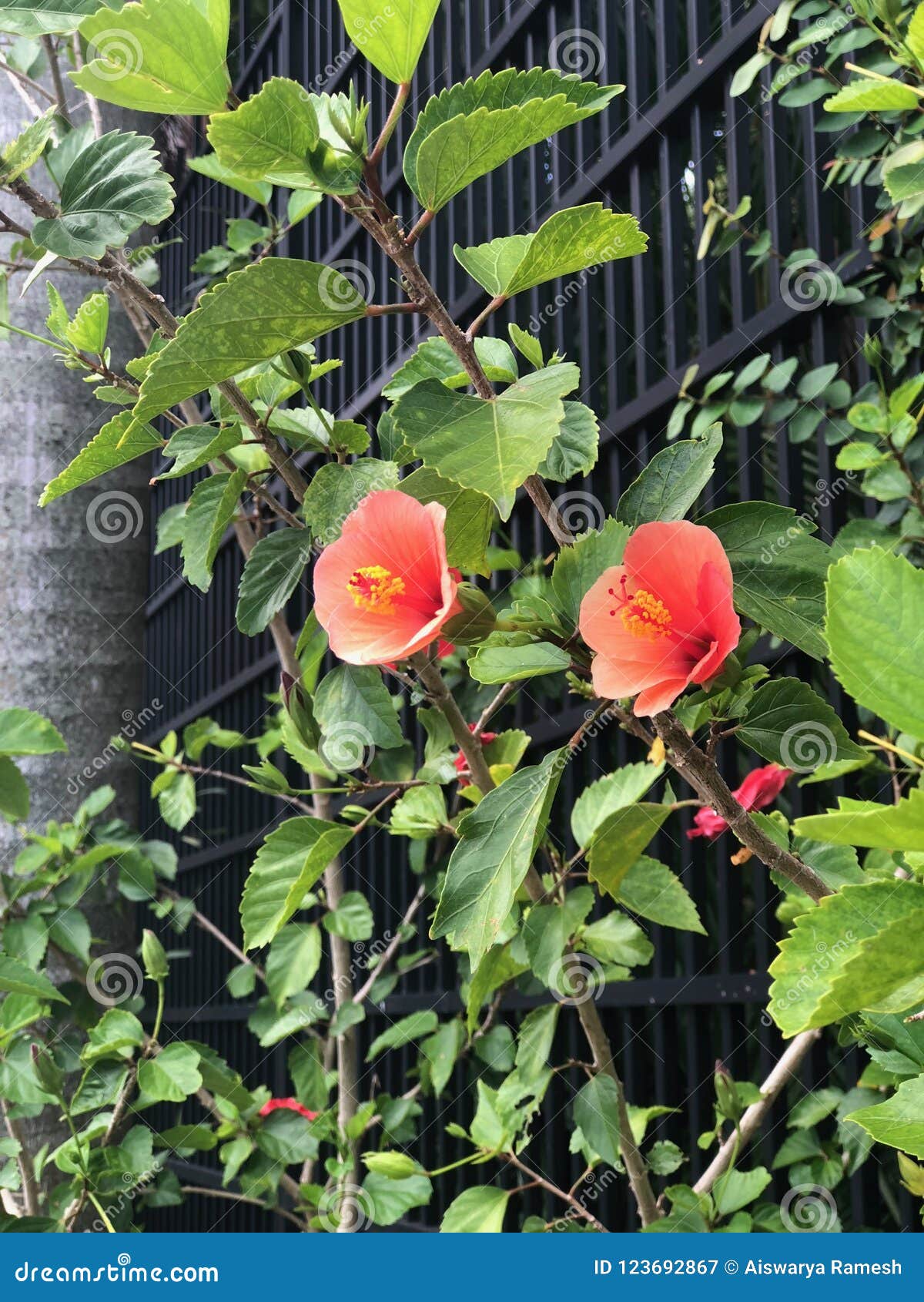 Peach Blossom Stock Image Image Of Blossom Sunken 123692867