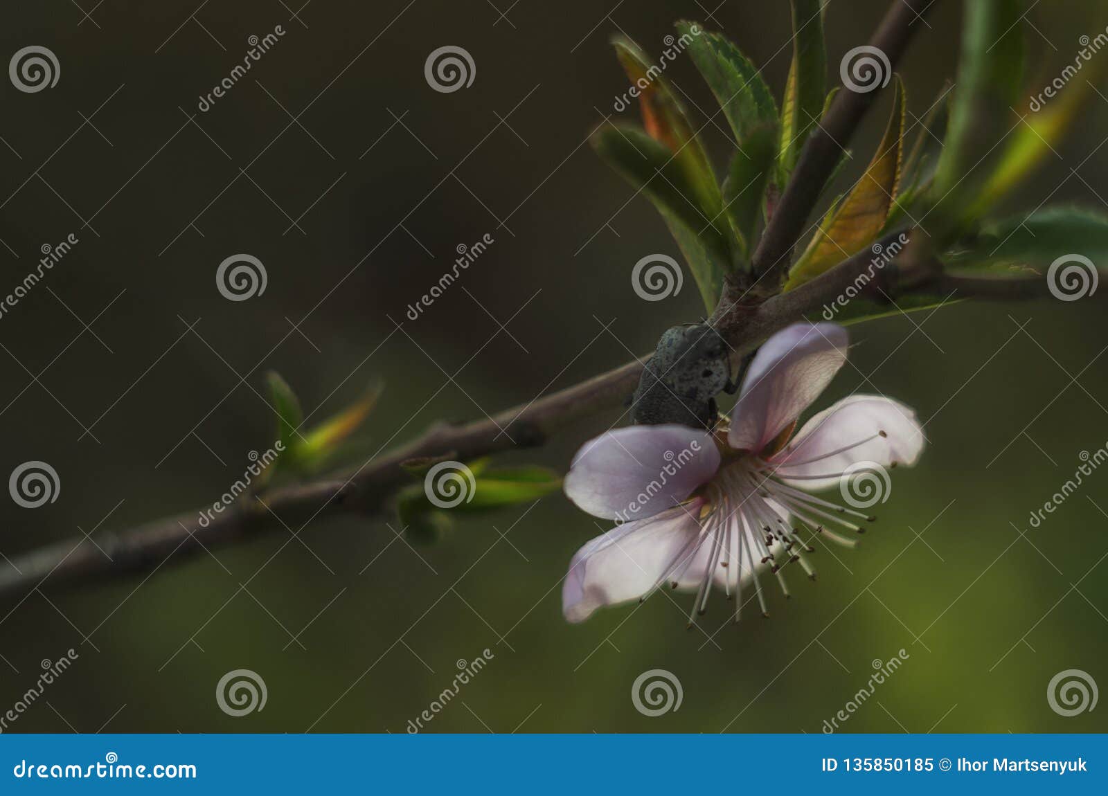 book peach blossom spring book peach blossom spring