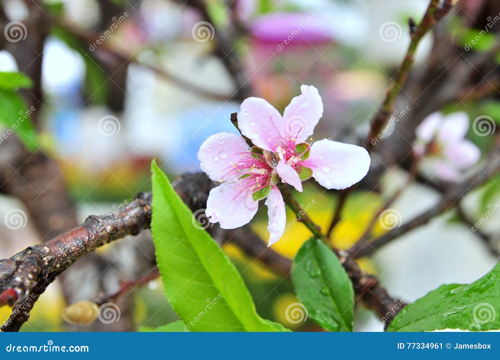 Peach Blossom in the Spring in Vietnam Stock Image Image of apricot