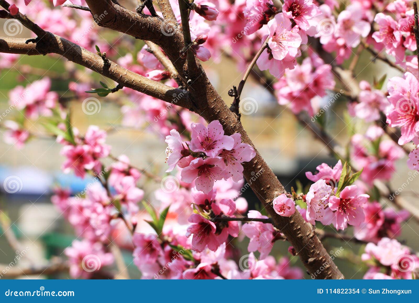 Flamboyant Peach Blossoms Stock Photo Image Of Flowers 114822354 flamboyant-peach-blossoms-stock-photo-image-of-flowers-114822354