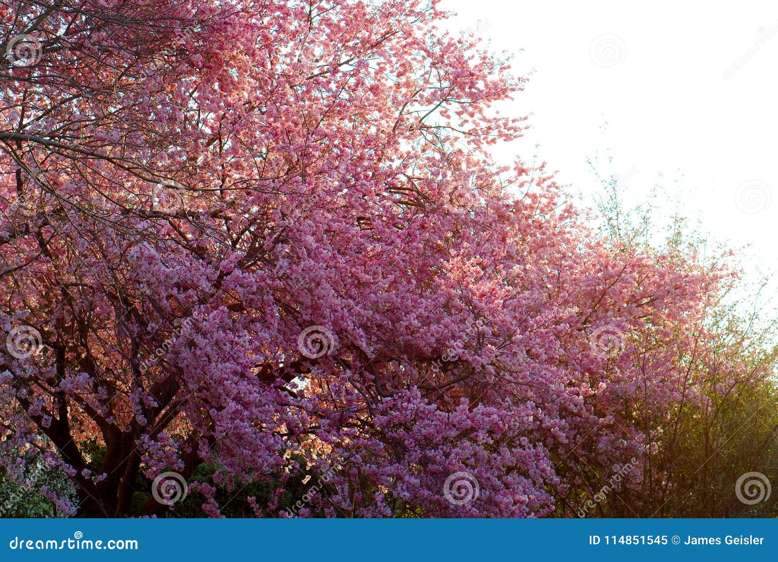 Peach Blossom in Delaware stock image. Image of blooming 114851545