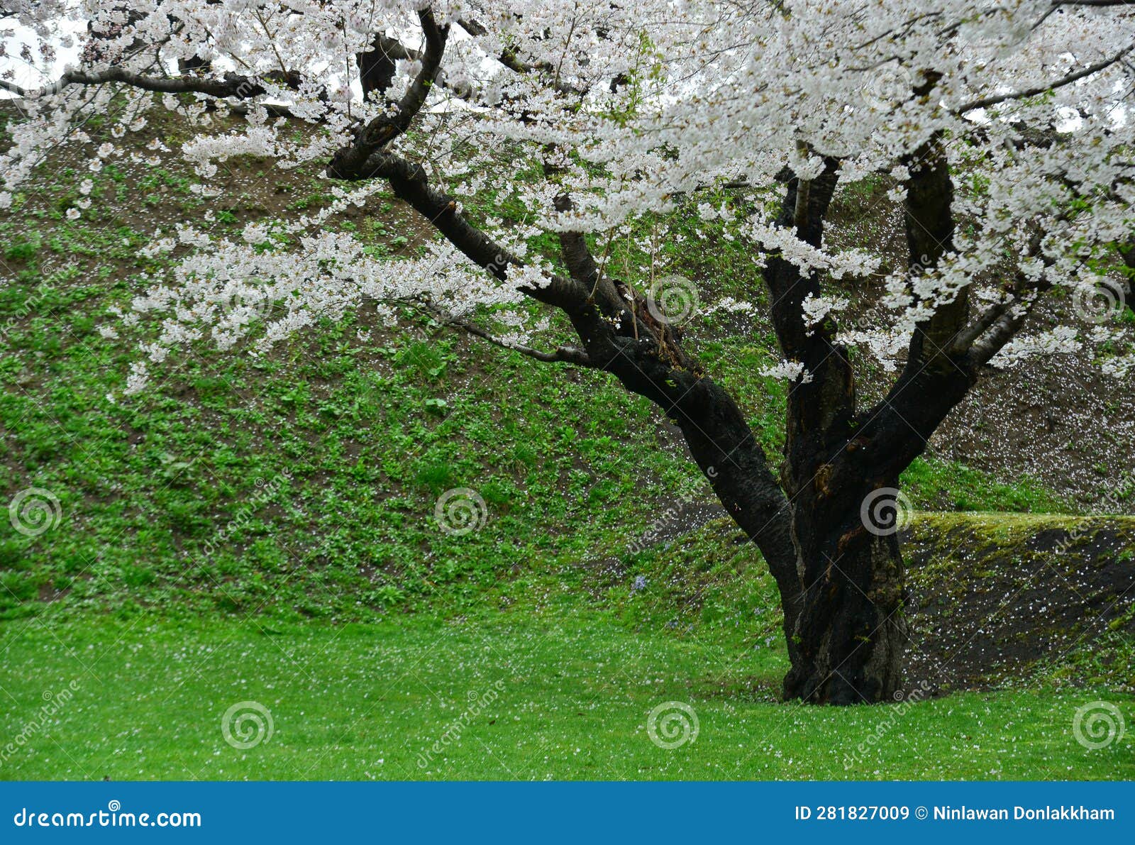 Cherry Blossom Of Goryokaku Park Hakodate Japan Stock Image Image cherry-blossom-of-goryokaku-park-hakodate-japan-stock-image-image