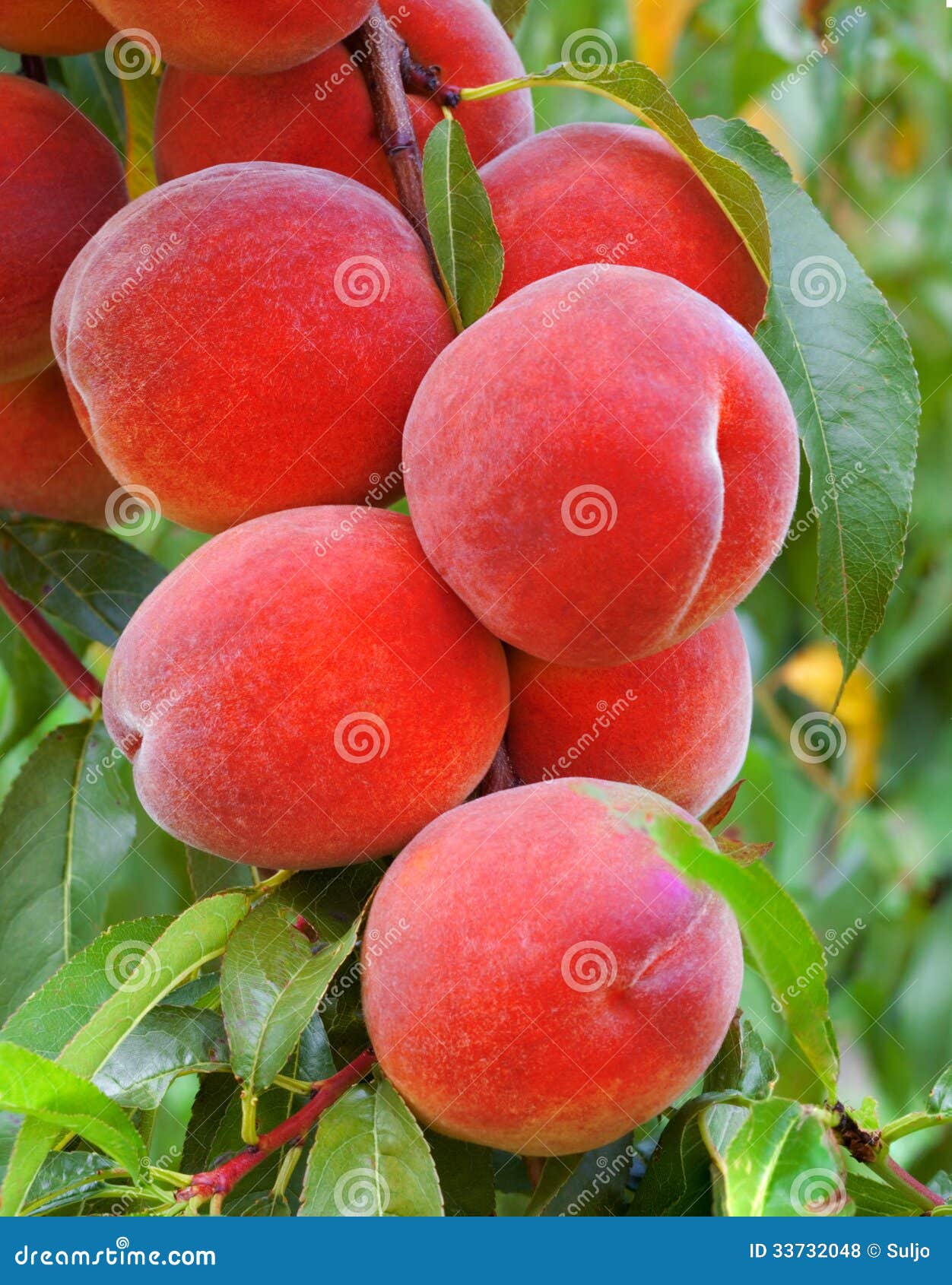 Peach Branch stock photo. Image of ripe, tasty, leaf 33732048