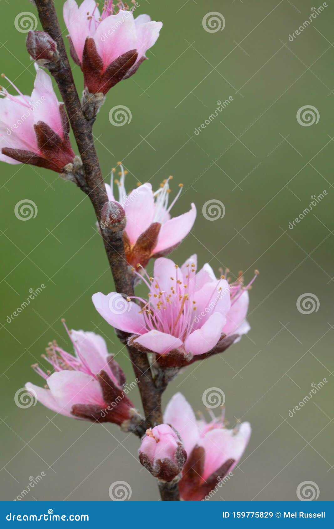Peach bud blossoms stock image. Image of peach, blossoms 159775829