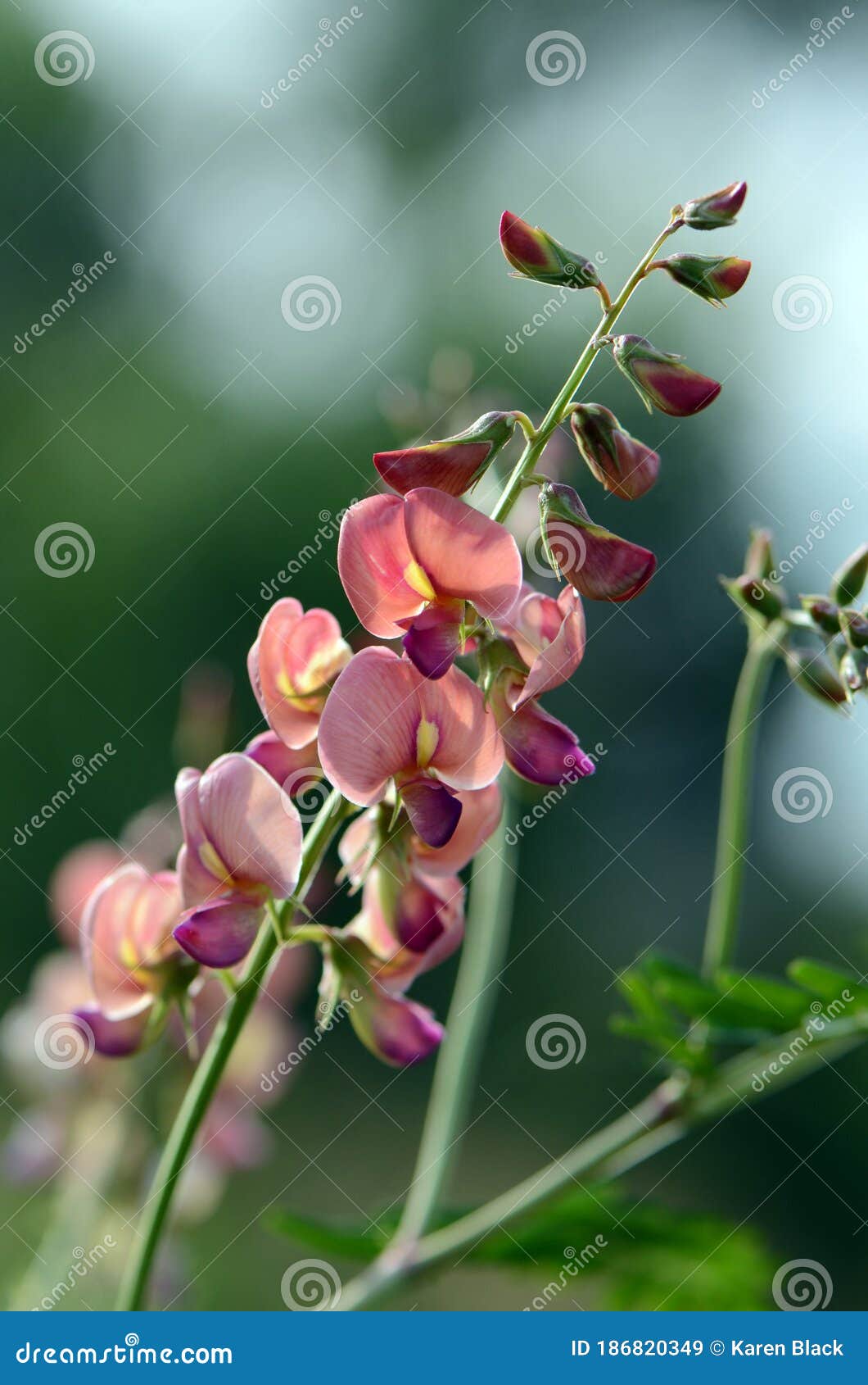peach colored australian indigo flowers, indigofera australis, family fabaceae