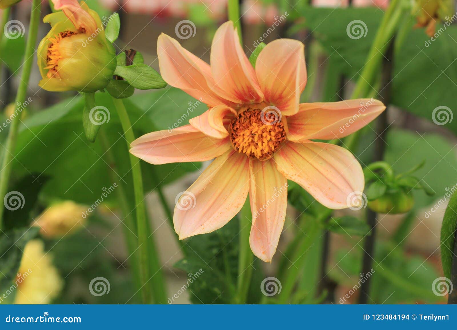 Peach Colored Dahlia in Bloom Stock Photo Image of buds, leaves