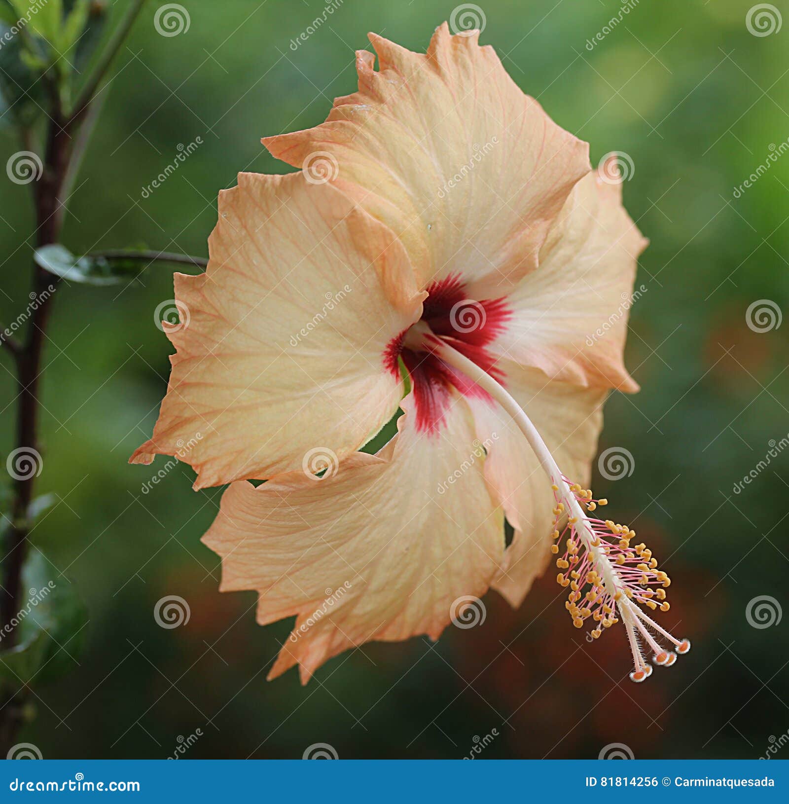 Peach Colored Hibiscus stock photo. Image of single, nature - 81814256