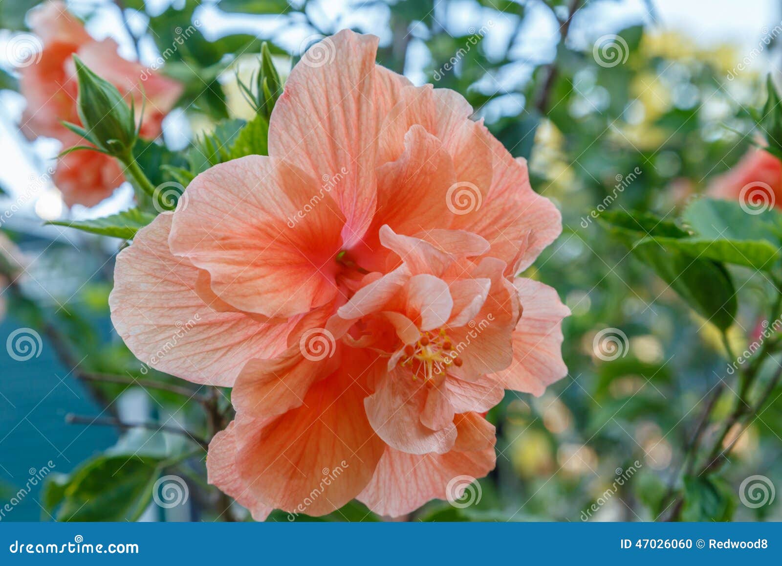 Peach Colored Tropical Hibiscus Stock Photo - Image: 47026060