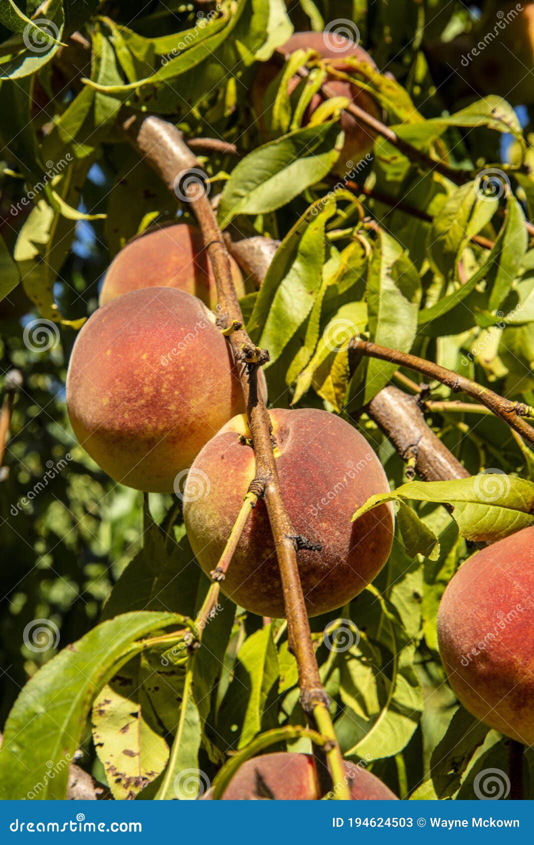 Missouri peach orchard stock image. Image of basket 194624503