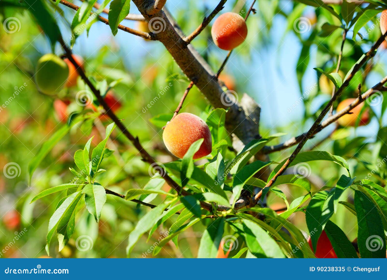 Peach farm stock image. Image of league, blue, leaf, leetuce 90238335