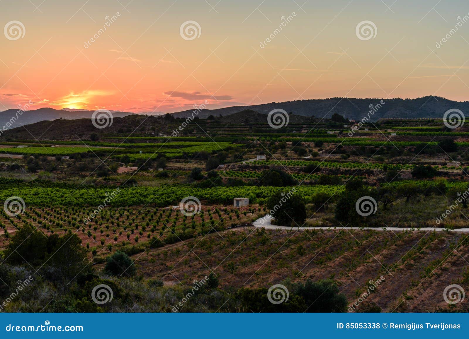 Peach Fields at Dusk in Valencia Stock Photo - Image of peach