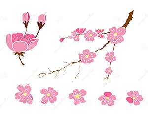Peach Flower And Cherry Blossom Set Sakura Vector Set isolate And Peach Flower And Cherry Blossom Set Sakura Vector Set isolate And