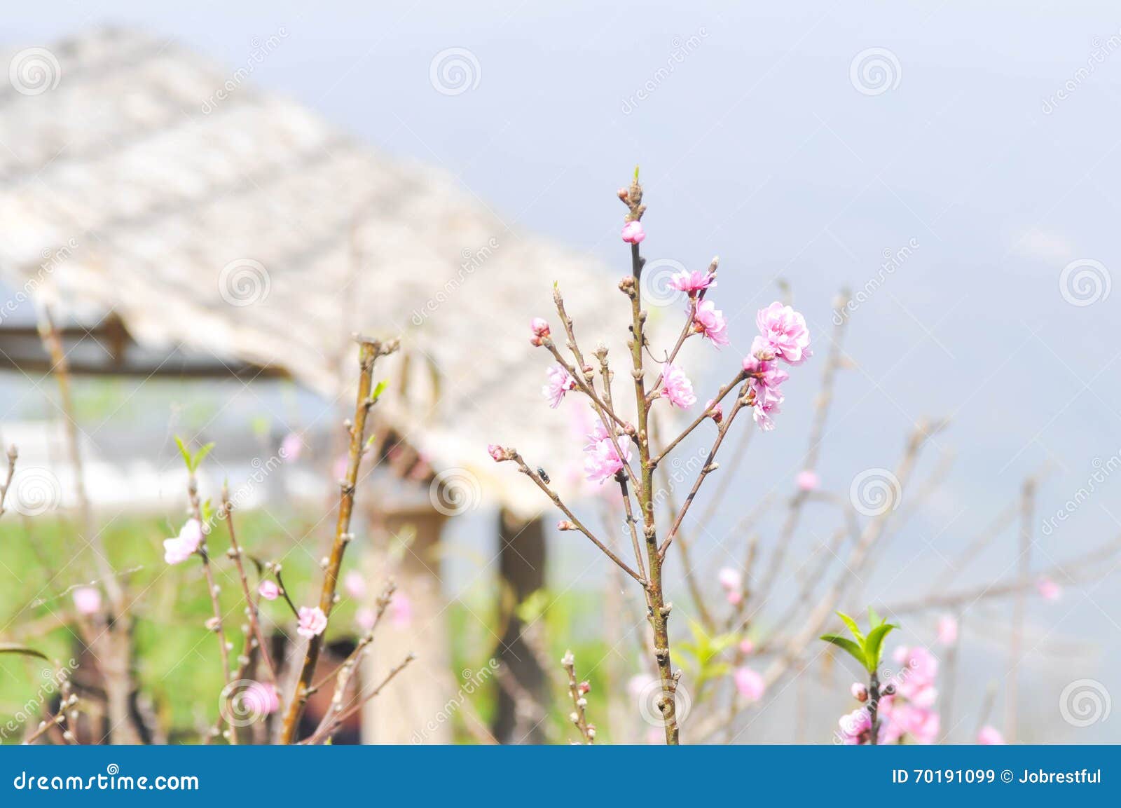 Peach flower and the house stock image. Image of park 70191099