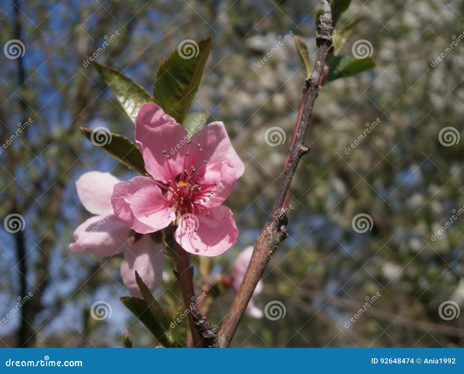 Peach flower stock photo. Image of vietnam, garden, shows 92648474