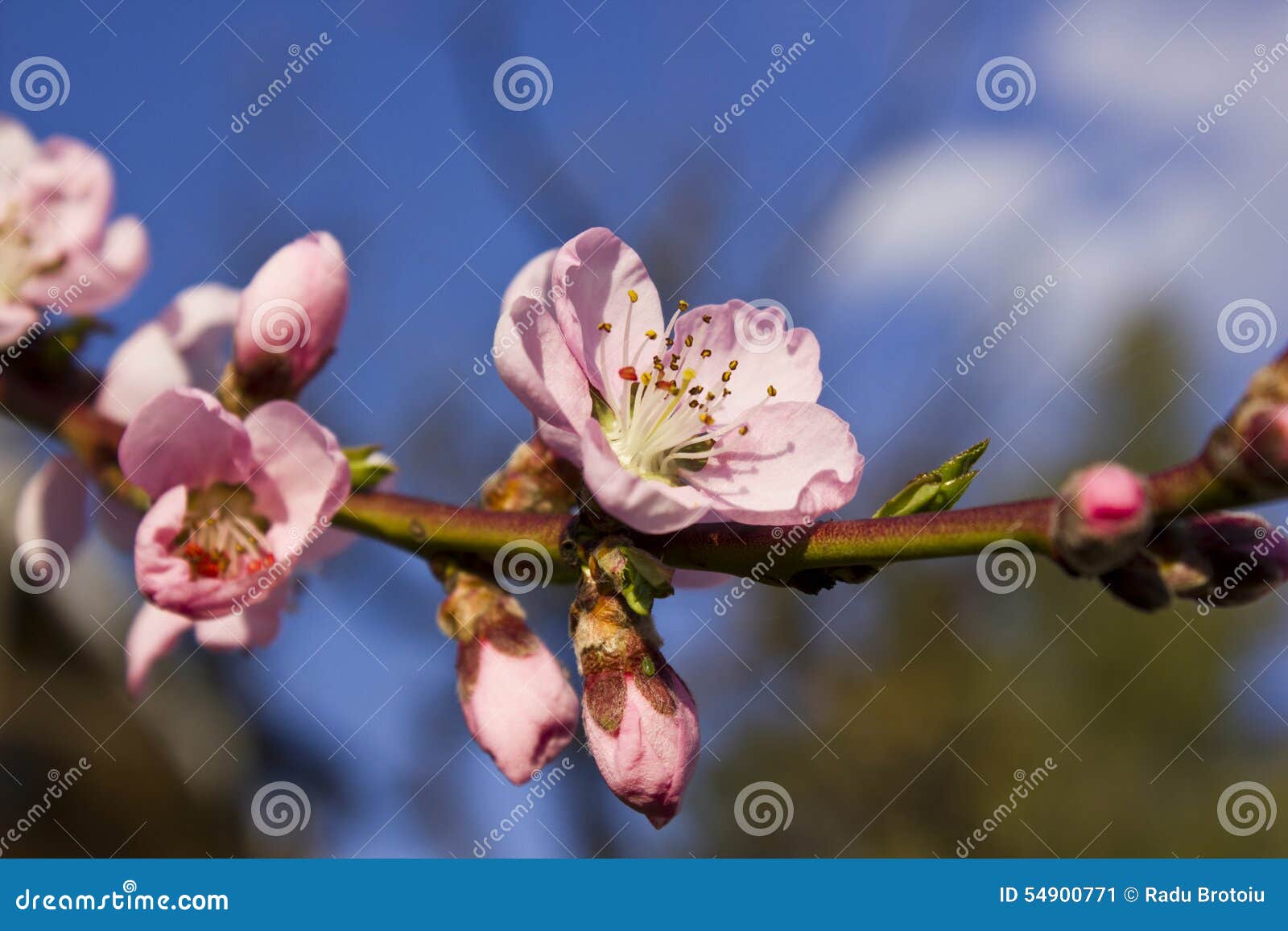 Peach Flower (Prunus Persica) Stock Image Image of persica, blooming