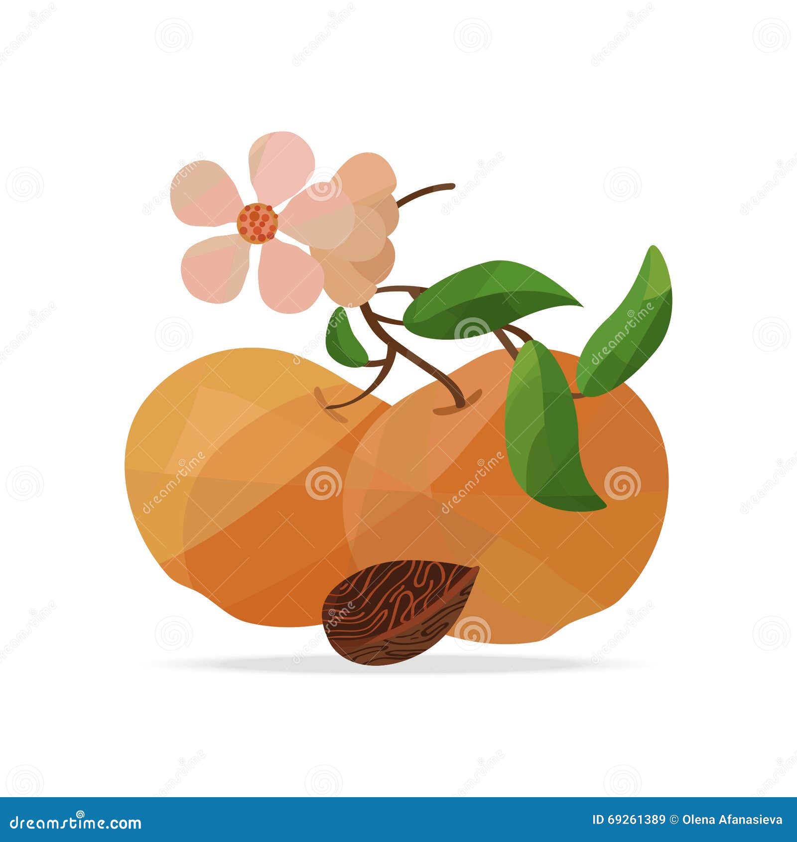 Peach and flower with seed stock vector. Illustration of segment 69261389