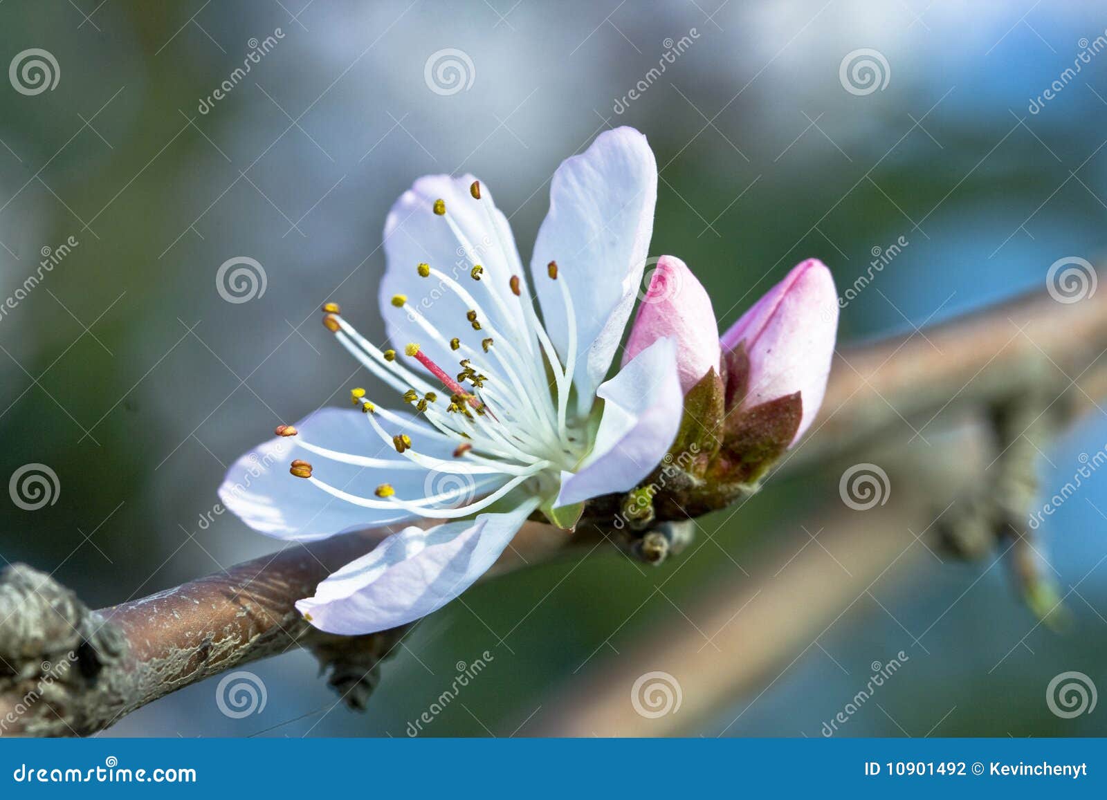 A Peach Flower with Two Buds Stock Photo Image of petals, garden