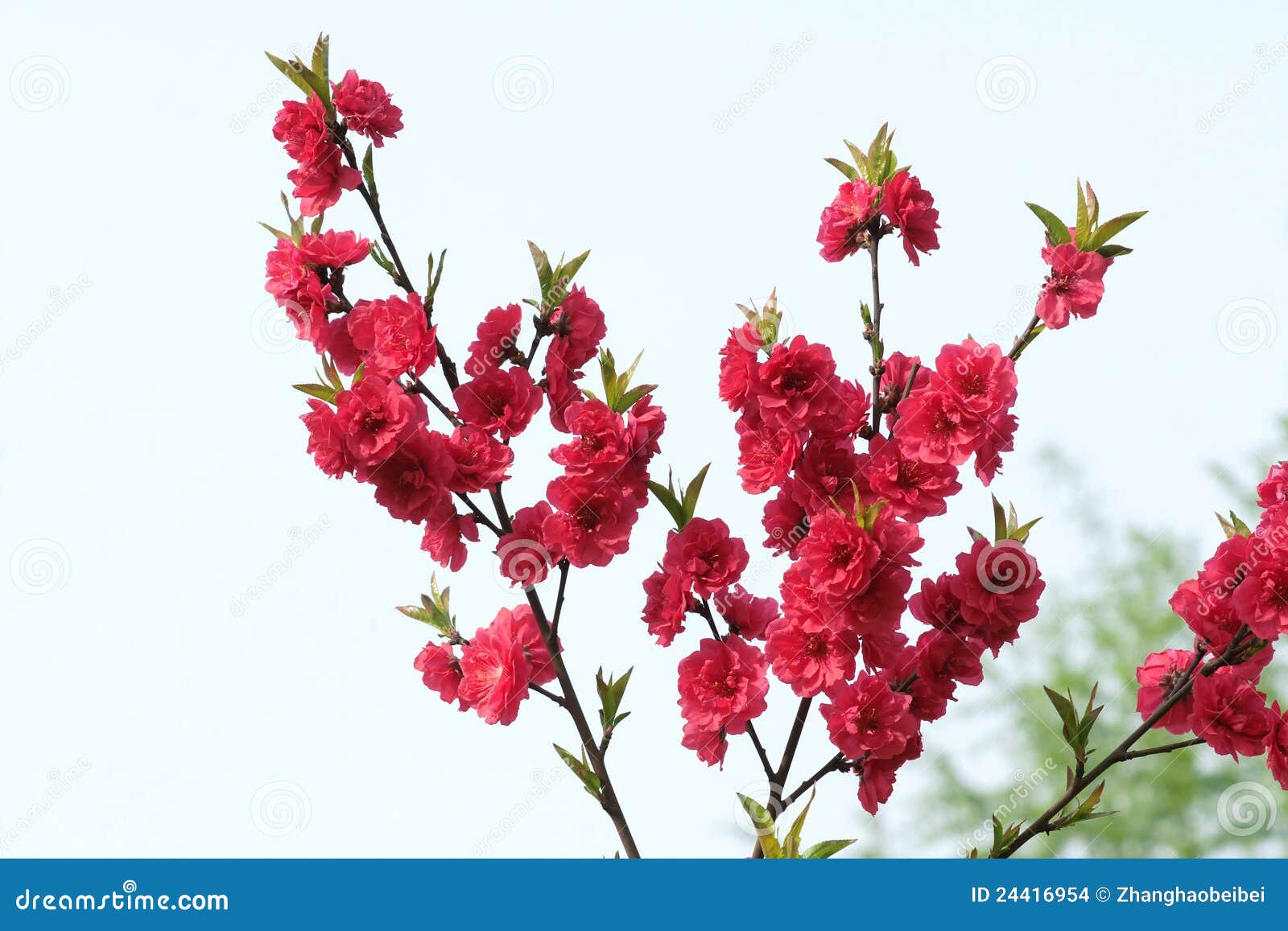 Peach flowers stock photo. Image of plant, rosaceae, branches 24416954