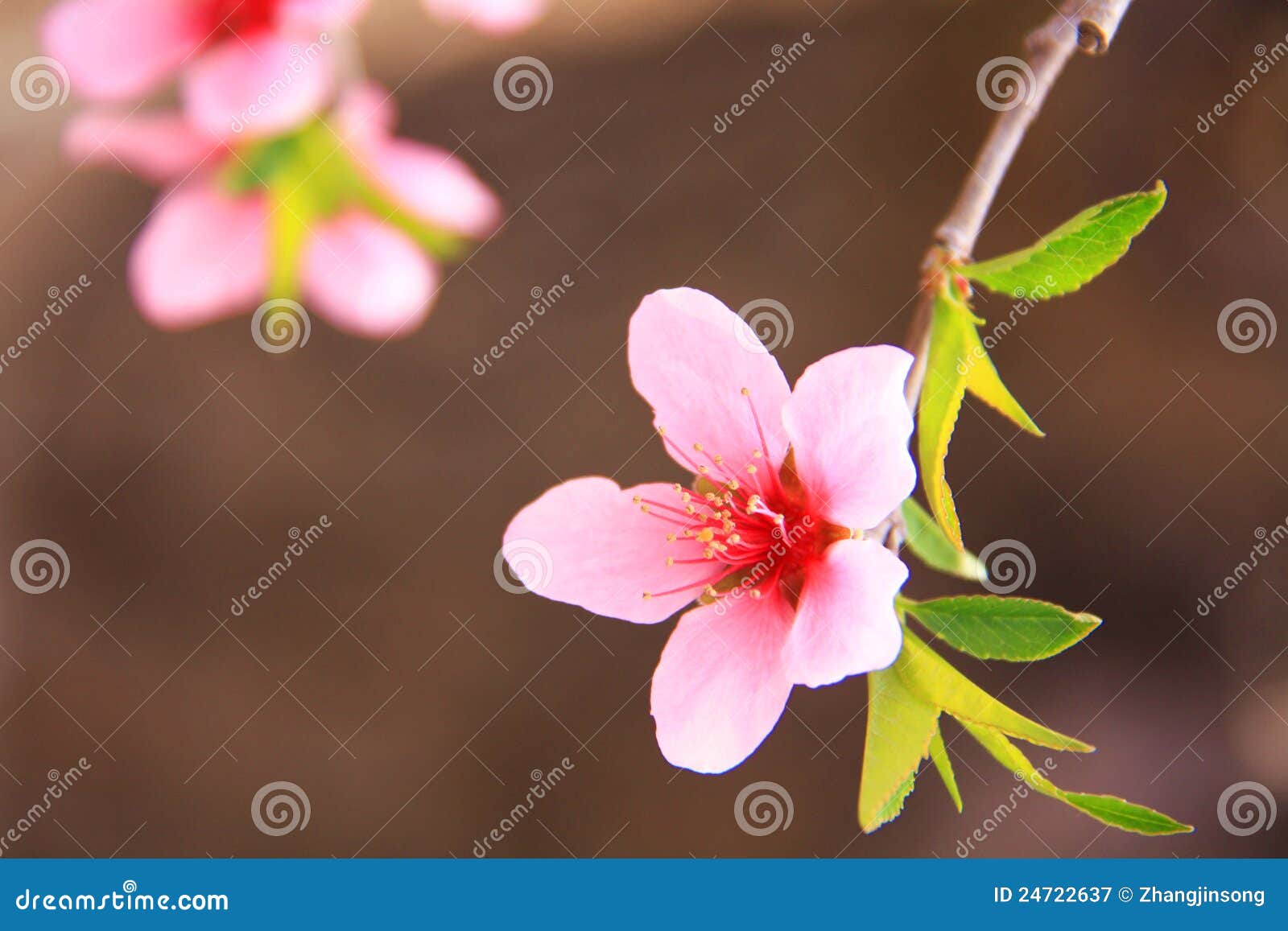Peach flowers stock image. Image of spring, peach, bloom 24722637