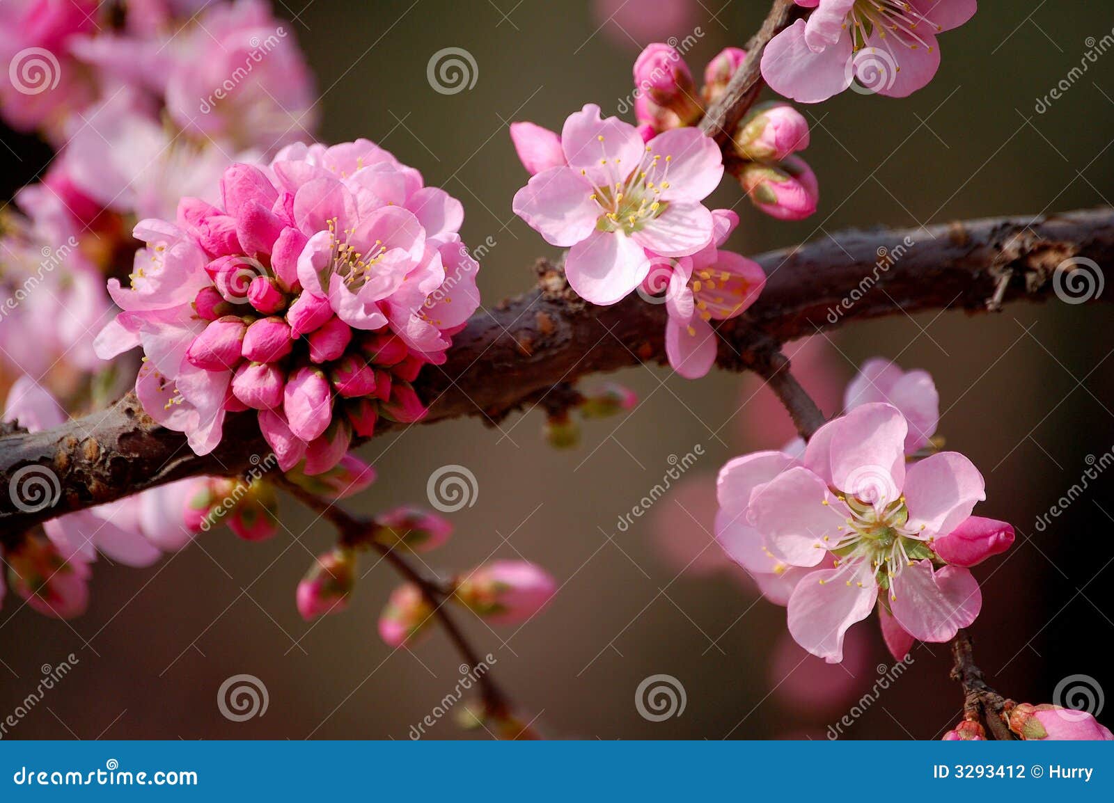 peach flowers