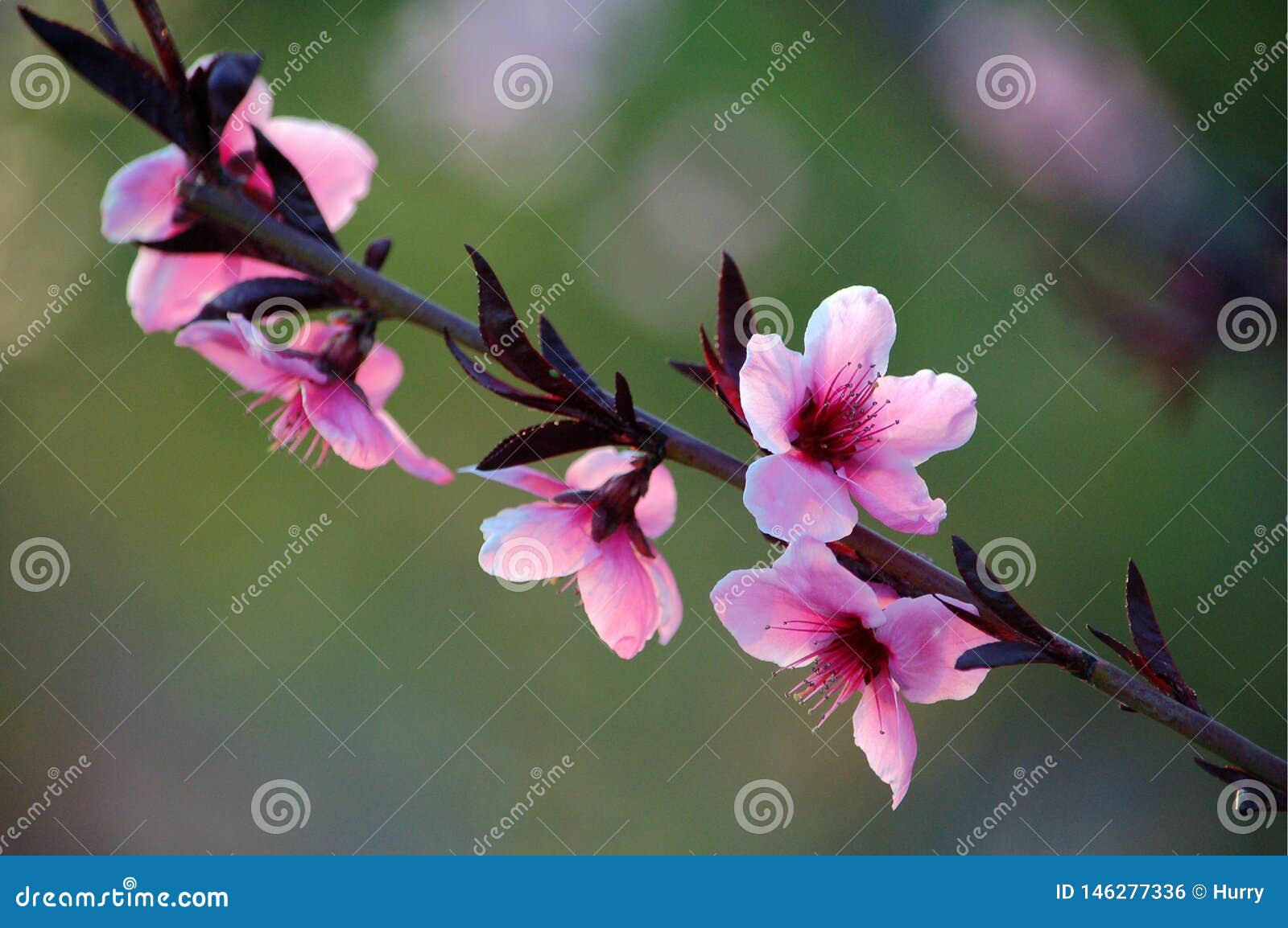 Peach flowers stock photo. Image of nature, growth, peach 146277336
