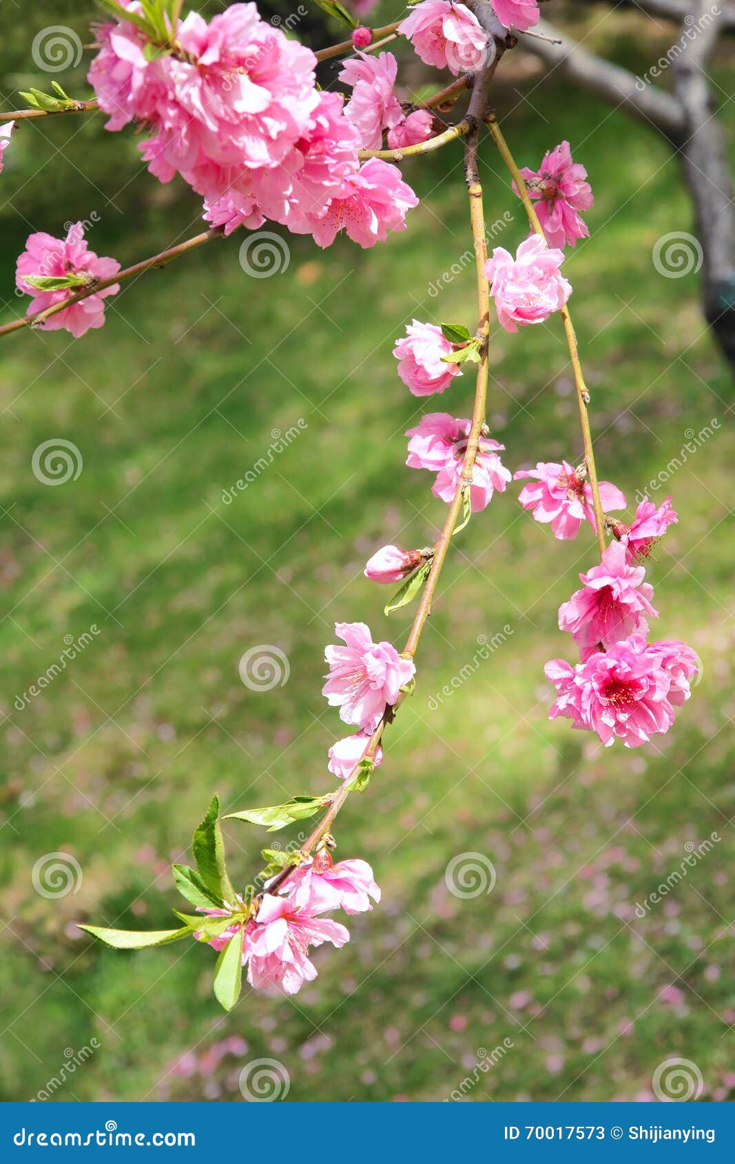Peach flowers stock image. Image of peachblossom, garden 70017573