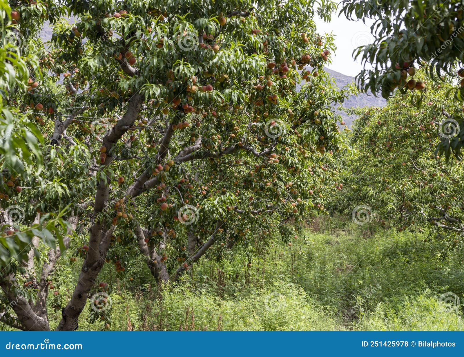 Peach Fruit Farm in Summer Season Stock Photo Image of peach, plant